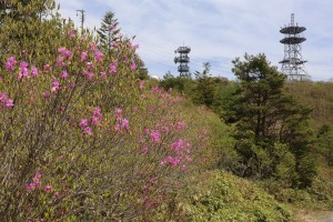 蛇峠山のトウゴクミツバツツジ