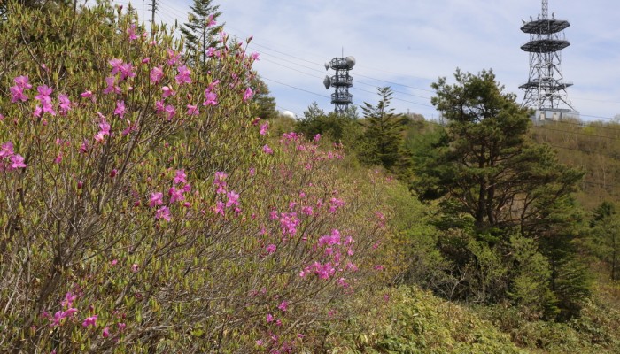 蛇峠山のトウゴクミツバツツジ